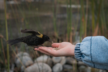 Pajarito silvestre comiendo de la mano