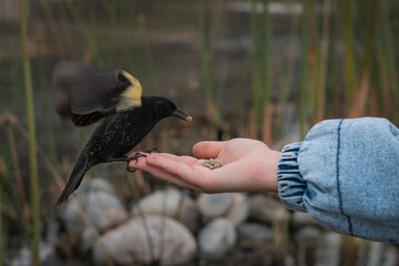 Pajarito silvestre comiendo de la mano