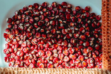 Red old ancestry corn seeds under sunlight. Horizontal vibrant background shot.