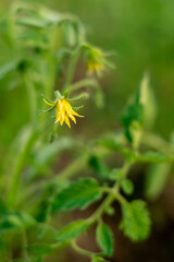 Yellow organic tomato flower blossoming on its fresh stem. Vertical vibrant shot.