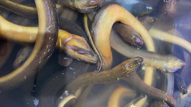 full frame alive eels in a basket filled with water