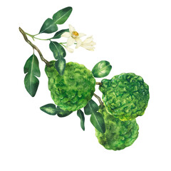 Watercolor hand drawn bergamot illustration, isolated on white background. Fresh bergamot fruit with leaves and flower on the branch.