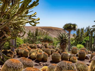 Abwaschbare Fototapete Palm trees and cactus at the Oasis Wildlife in Fuerteventura © condruzmf