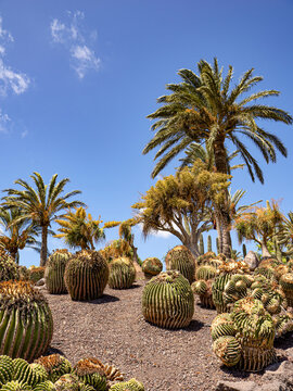 Palm trees and cactus at the Oasis Wildlife in Fuerteventura