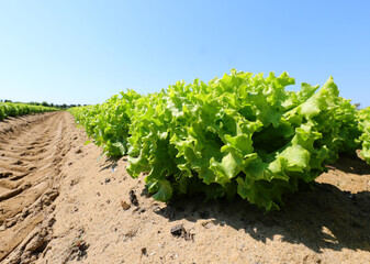 View from below of a cultivated field with green heads of fresh lettuce