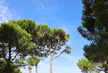 tall maritime pines with thick green foliage and the sky