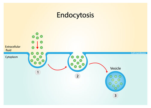 Endocytosis, cell transport, molecules are transported to the cell. Vector illustration.