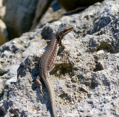 The filfola lizard (Podarcis filfolensis) basking in the sun on the rocks, Bulgaria