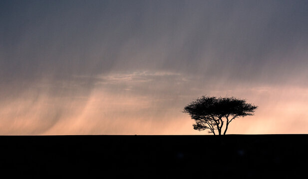 silhouette of tree