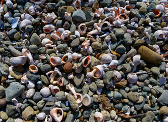 Shells of the gastro mollusk Rapana on the shore in the storm surges of the Black Sea near Sozopol