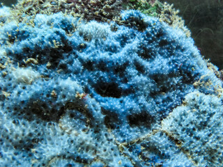 Fototapeta na wymiar Blue sea sponges (Disidea fragilis) on the coastal cliffs in Bulgaria. Black sea