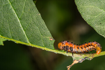 Poison Ivy Sawfly - Arge humeralis