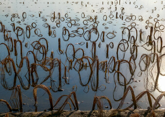 Rotten remains of corn stalks on a flooded field in the evening at sunset
