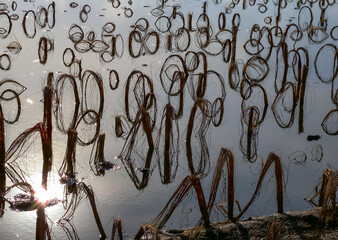 Rotten remains of corn stalks on a flooded field in the evening at sunset