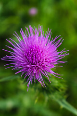 Milk thistle close up, for background, concept and illustration, silybum marianum, cardus