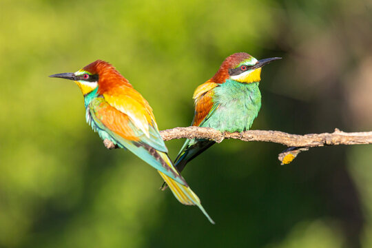 「ハチクイ科」の写真素材 51,832件の無料イラスト画像 Adobe Stock