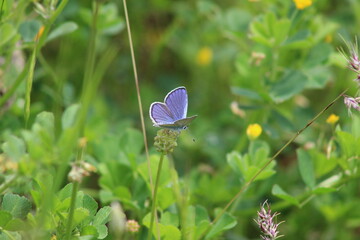 butterfly on the grass