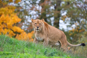 Lioness in a clearing