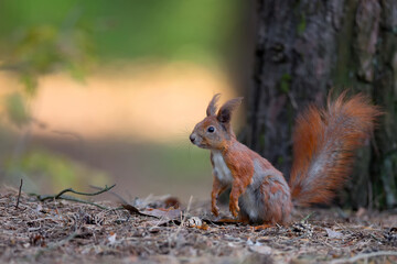 red squirrel in the forest