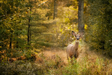 Young deer in the wild in the thickets of the forest.