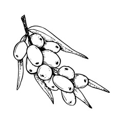 Vector sea buckthorn branch with leaves and berries hand drawn black and white illustration for natural cosmetics with Hippophae, herbal tea, organic oil, jam and healing juice