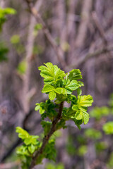 green foliage on a rosehip bush in spring