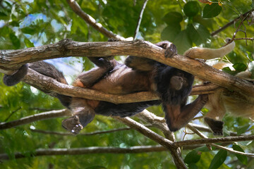Brazilian Wildlife is very beautiful have many species with colorful variables. Are apes, lizards, mammals, felins and many others.