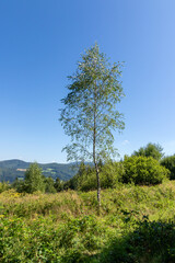 Obraz premium A lone tree in the mountains on a bright summer day