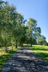 Road along a row of birch trees