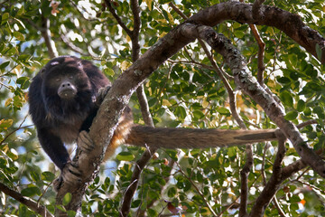 Fototapeta premium Brazilian Wildlife is very beautiful have many species with colorful variables. Are apes, lizards, mammals, felins and many others.