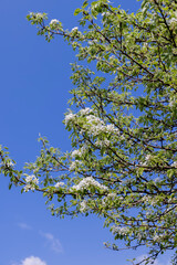 Fototapeta premium blooming berry cherry in the spring season
