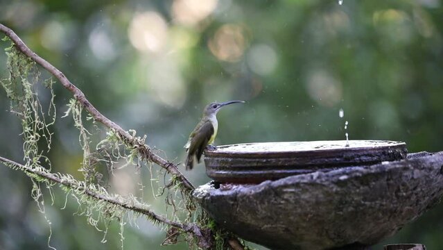 A Spider hunter (Arachnothera ) in a pool of water splash