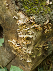 mushrooms and lichens on a cut log