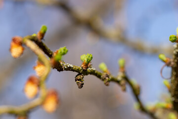 European larch during the appearance of the first needles in spring
