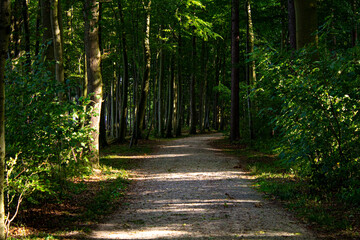 Obraz premium Waldstück an der Ostsee in Wangels
