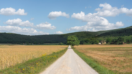 Fototapeta na wymiar Monteriggioni, wheat field and tree on the via Francigena. Siena, Tuscany. Italy
