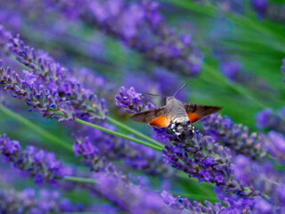 hummingbird hawkmoth flying between lavender blossoms