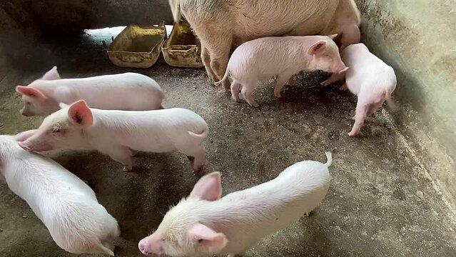 pig farming.