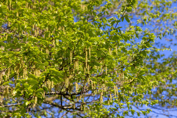 green foliage on hornbeam tree in spring bloom