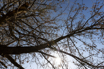 ash tree branches with old seeds in the spring season