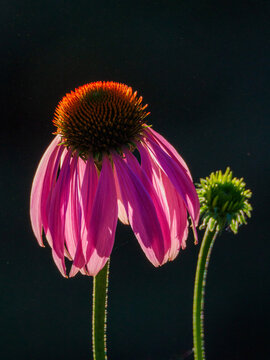 Isolated purple coneflower back lit by the sunset sun 