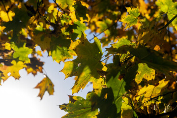 Yellowing maple foliage in the autumn season
