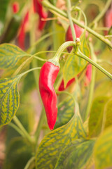A bed of red hot pepper in the greenhouse.