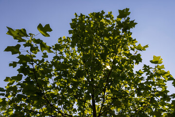 tulip tree with green foliage in windy weather