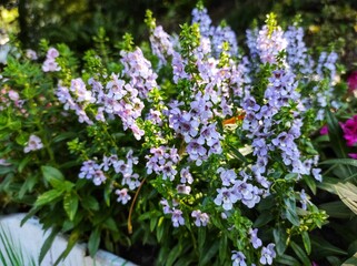 Angelonia 'Angelface Perfectly Pink' or Summer Snapdragon blooming in the garden