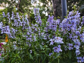 Obraz premium Angelonia 'Angelface Perfectly Pink' or Summer Snapdragon blooming in the garden