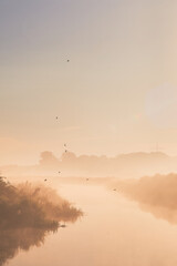 Swallows flying over misty river in the morning. High quality photo
