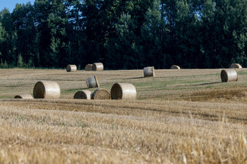 A field with cereals in the summer