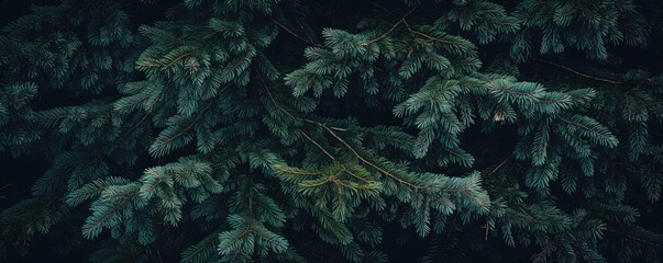 Winter beautiful green fir tree branches background. Spruce with needles. Closeup. Nature winter banner. Christmas wallpaper concept with copy space - obrazy, fototapety, plakaty