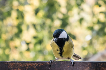 titmouse portrait on a tree branch close up